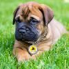Chiot Bullmastiff