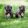 Chiot Berger du Caucase