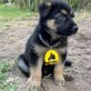 Chiot Berger Allemand