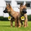 Chiot Berger Malinois