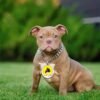 Chiot American Bully
