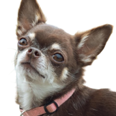 mdcw-removebg-preview